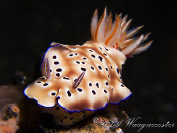 Chromodoris nudibranch "looking" in the lens - Komodo (Ca... by Marco Waagmeester 